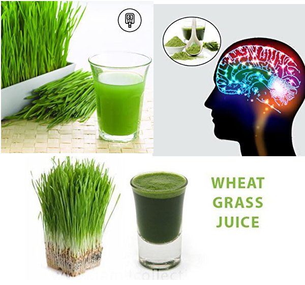 0000000 wheat grass seeds