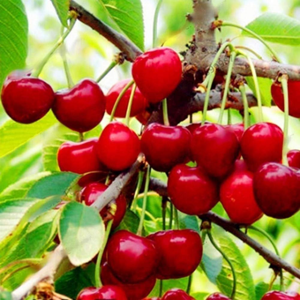 61vq+9GzbQL._SL1001_ Cherry Tree Seeds