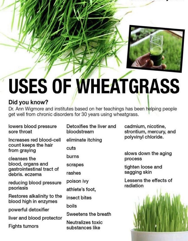 SDADSAD wheat grass seeds