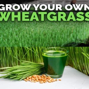 wheat grass seeds