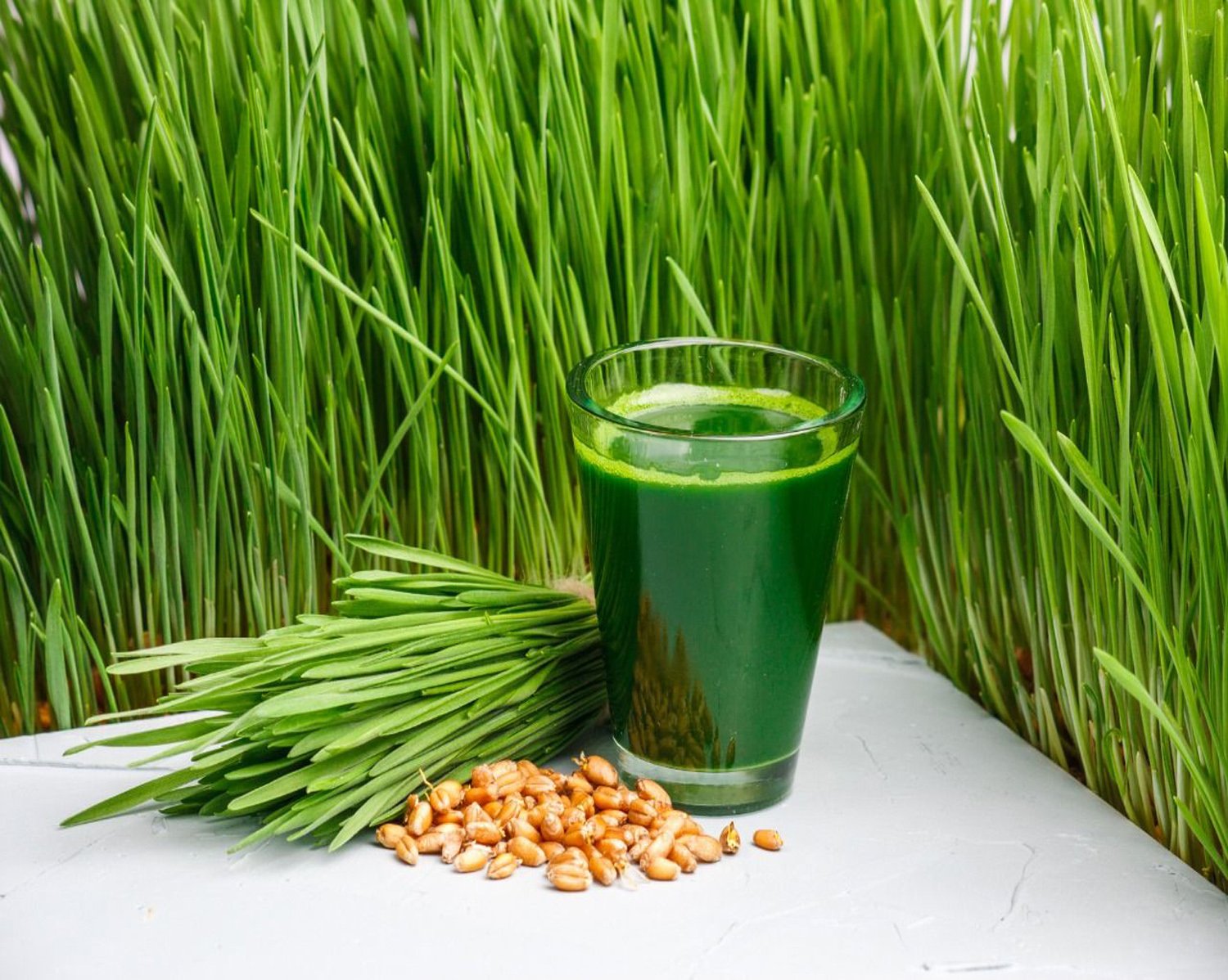 WHEATGRDD wheat grass seeds