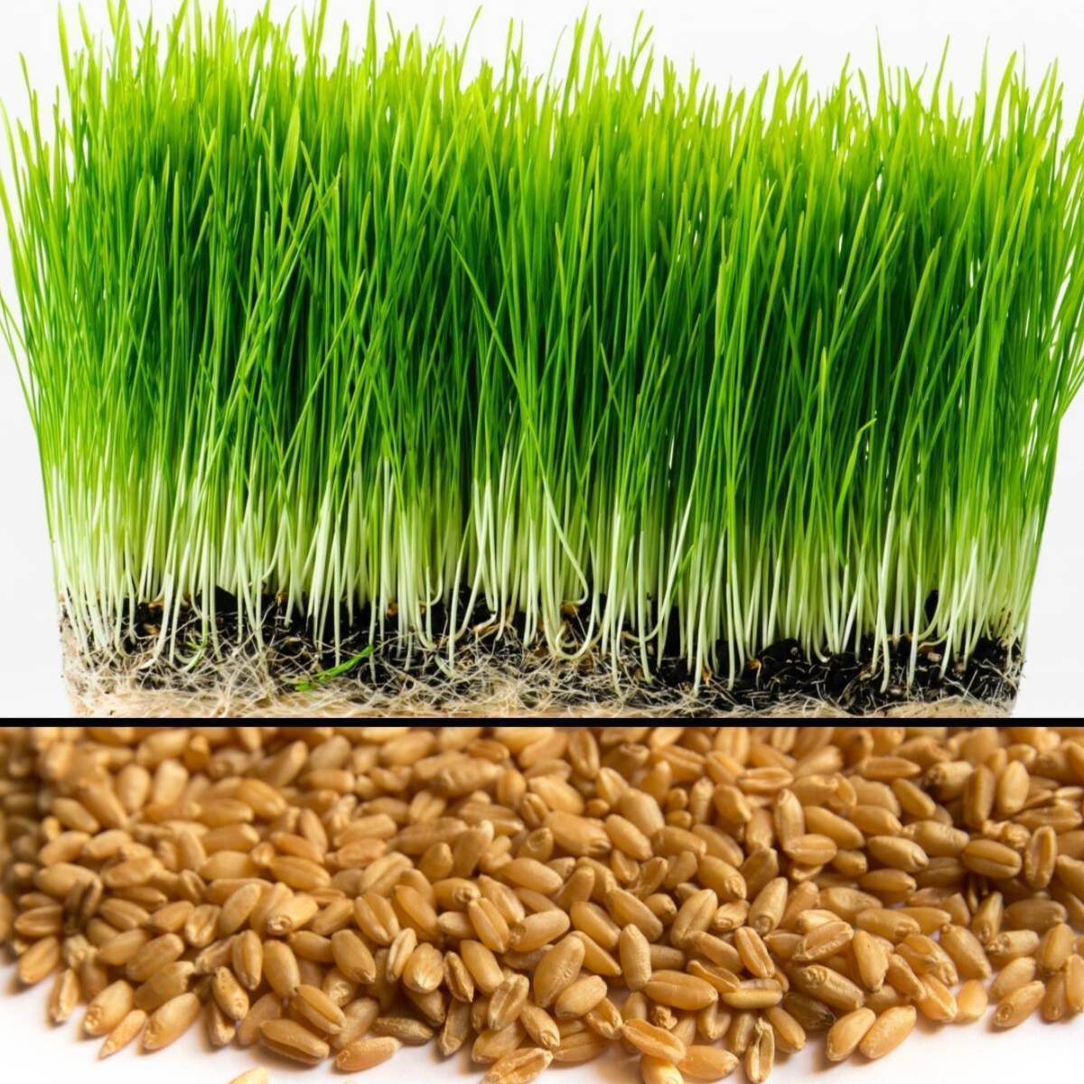 Z0002-P wheat grass seeds