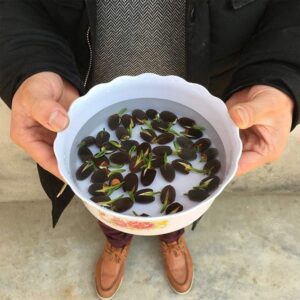 lotus seeds