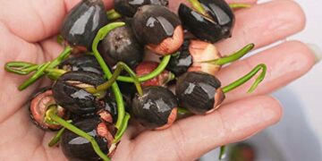 lotus seeds